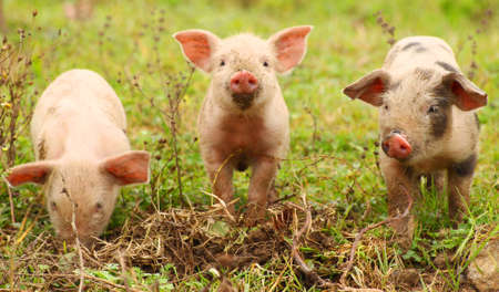 Three cute piglets on farmの写真素材