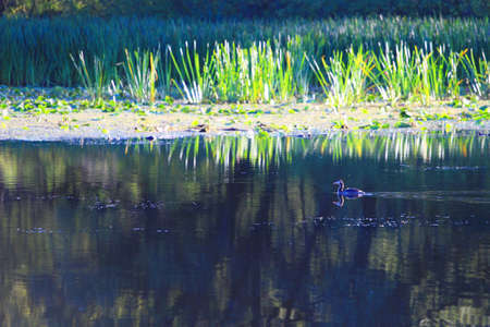 Plants on lakeの写真素材