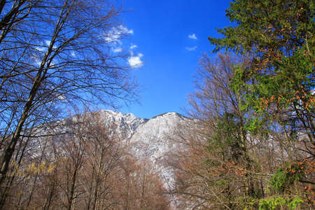 Wilderness with forest, mountains and blue skyの写真素材