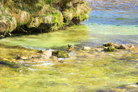 Clear water in riverの写真素材