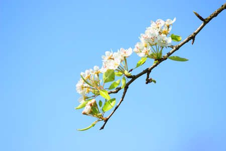 Branch blossom of the pear in springの写真素材