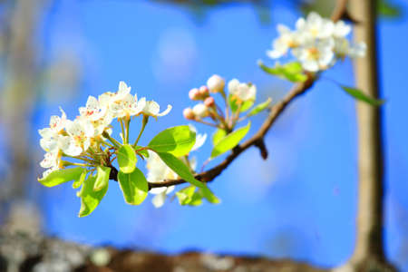 Pear branch in spring blossomingの写真素材