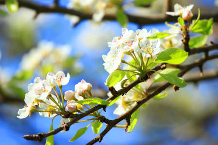 Pear branch in spring blossomingの写真素材