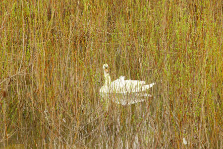 Swan in the swamp plantsの写真素材