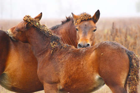 Horsesの写真素材