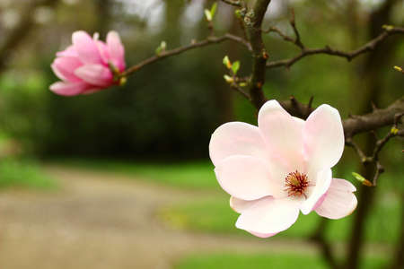 Pink magnolia flowersの写真素材