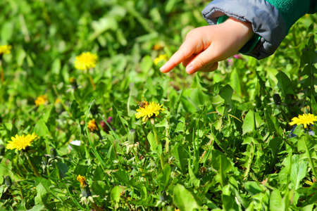 Kid's hand showing on dandelion flowerの写真素材