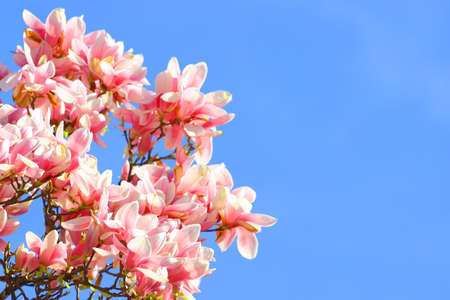 Magnolia blossoms and blue skyの写真素材