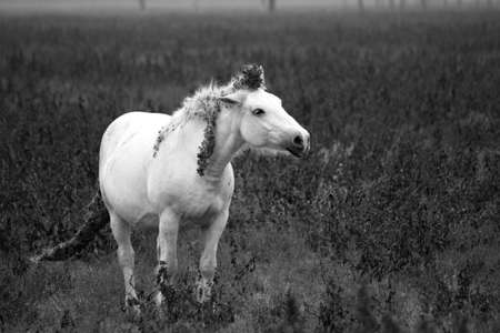 White horseの写真素材