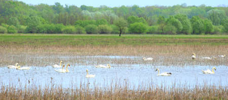 Flock of swans on the lakeの写真素材
