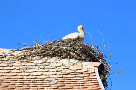 White stork in nest on house roofの写真素材