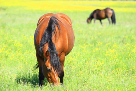 Horses on farmの写真素材