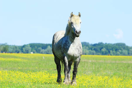 White horseの写真素材