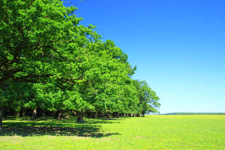 Green forest and blue skyの写真素材