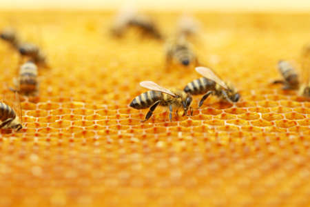 Bees in honeycomb