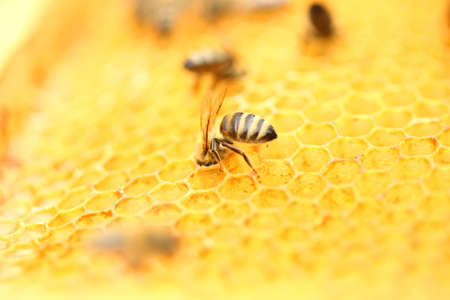 Honeybees in honeycombの写真素材