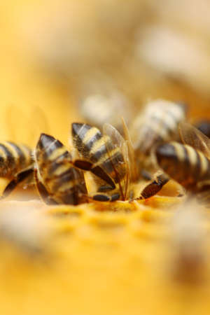 Bees swarmingの写真素材