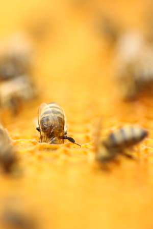 Honeybee in honeycombの写真素材