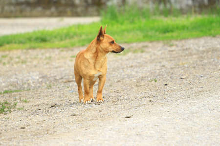 Cute dog on the streetの写真素材