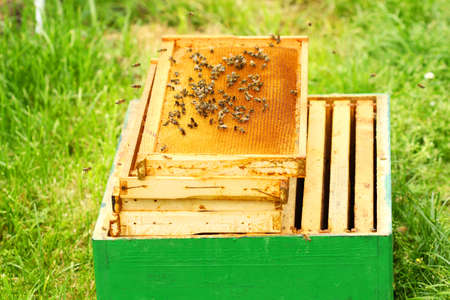 Honeybees on honeycombsの写真素材
