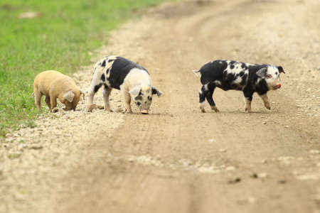 Three little pigletsの写真素材