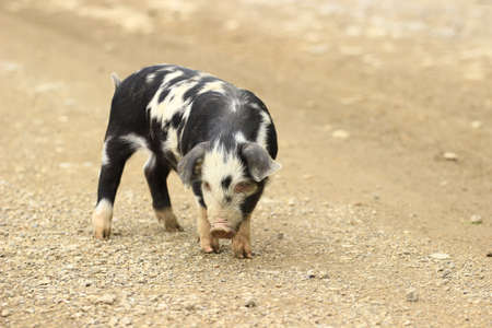 Cute colorful piglet