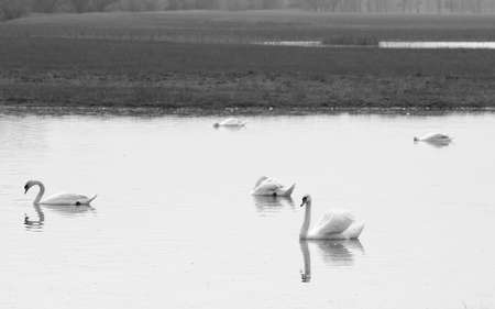 Swans on lake in black and whiteの写真素材