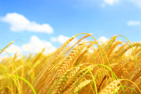 Golden wheat fieldの写真素材