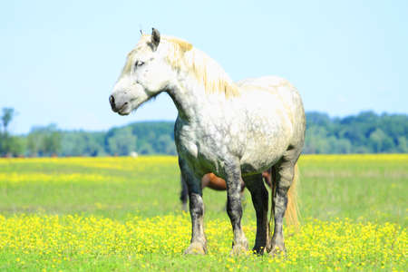 Arabian horse in natureの写真素材