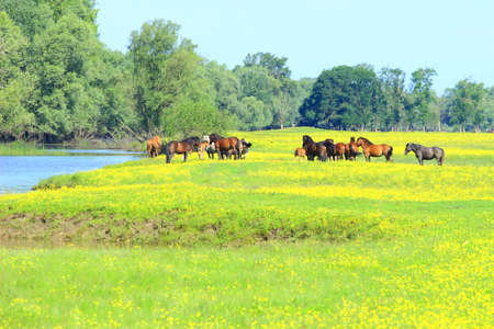 Herd of horsesの写真素材