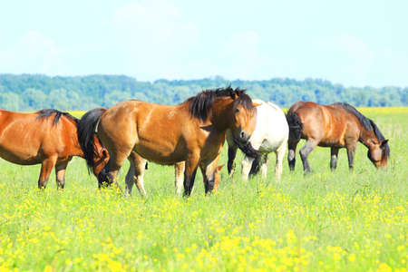 Herd of horsesの写真素材
