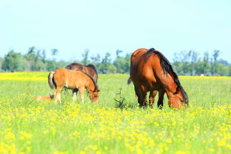 Horses in pastureの写真素材