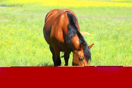 Brown horse in pastureの写真素材