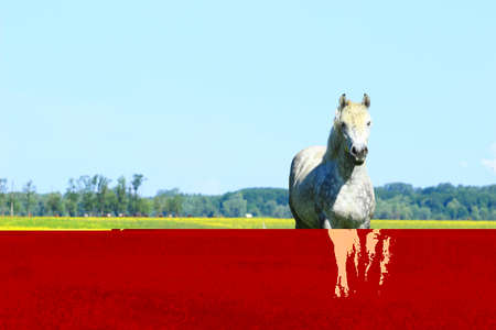 White horseの写真素材