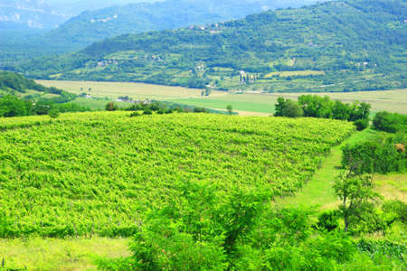 Vineyards in Istria, Croatiaの写真素材