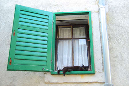 Cat sleeping on windowの写真素材