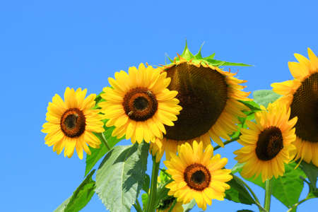 Beautiful sunflowers and blue sky in backgroundの写真素材