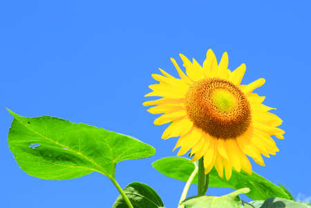 Sunflowerの写真素材