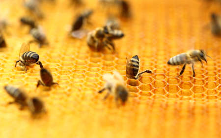 Working bees in honeycombの写真素材