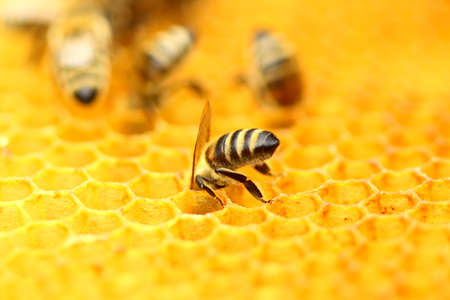 Honeybeeの写真素材