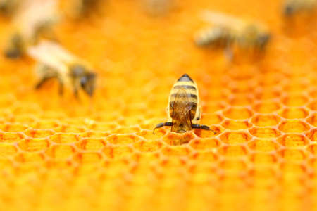 honeybee in honeycombの写真素材