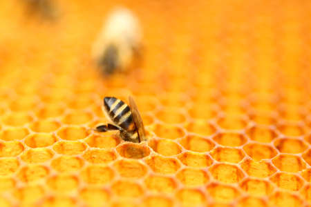 Bee in honeycomb