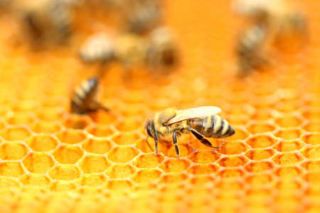 Bees workers on honeycombの写真素材