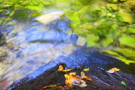 Leaves on coast of pure riverの写真素材