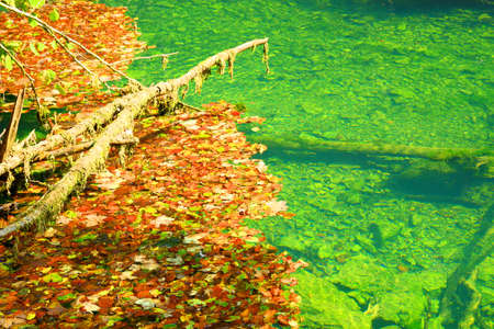 Colorful leaves on water surfaceの写真素材