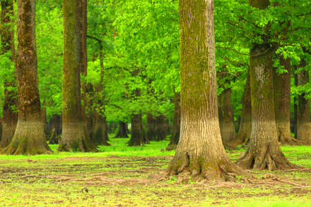 Old forestの写真素材