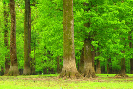 Oak treesの写真素材