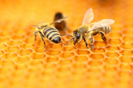 Honeybeesの写真素材