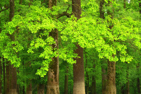 Green oaks forestの写真素材