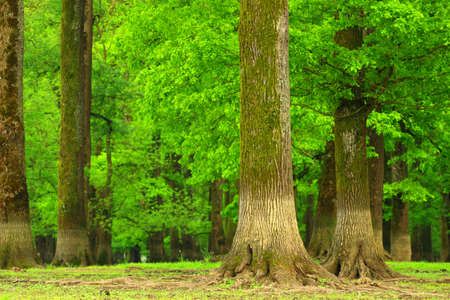 Green forestの写真素材